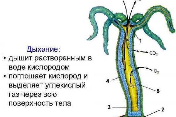 Ссылки онион