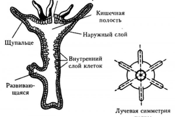 Kraken ссылка tg